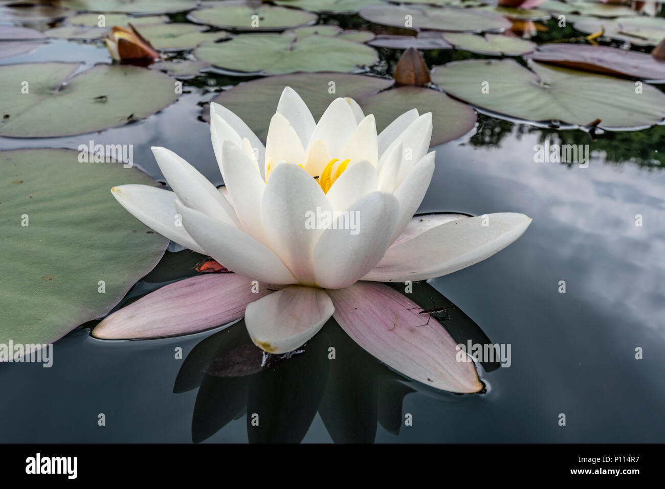 Weiße Seerose im Teich. Nymphaeaceae Stockfoto