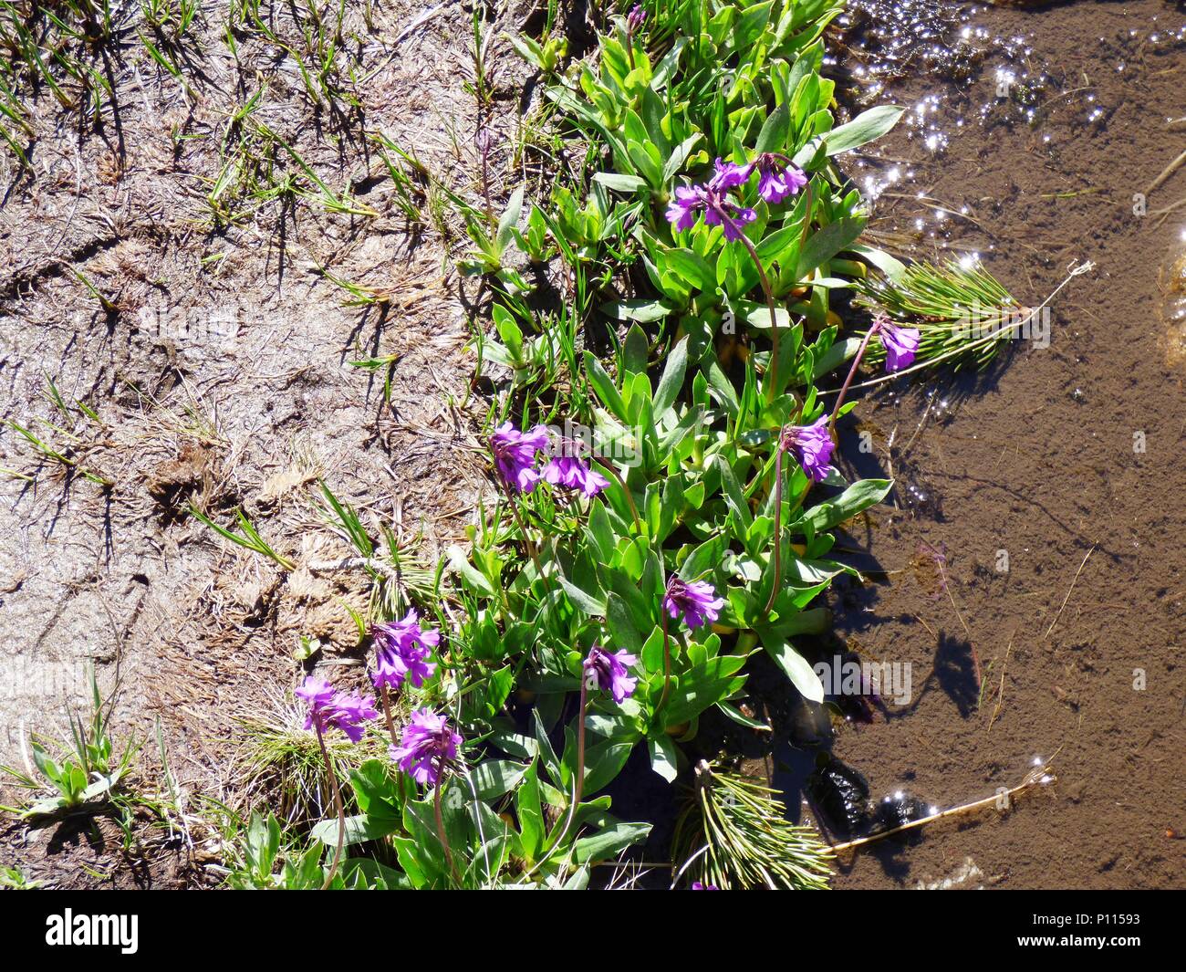 Rosa lila Blüten von Primula deorum/Rila primrose im Rila Gebirge in Bulgarien Stockfoto