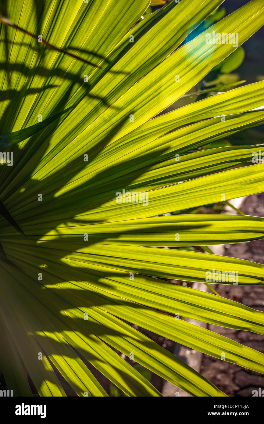 Sonnenlicht bricht durch die Blätter von einem Palm Stockfoto