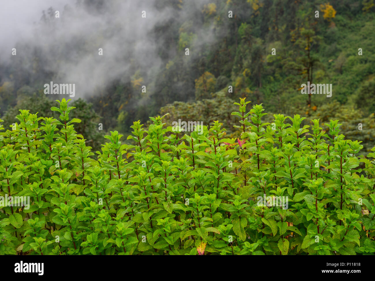 Minze Pflanzen wachsen im Gemüsegarten mit Foggy Mountain Hintergrund. Stockfoto