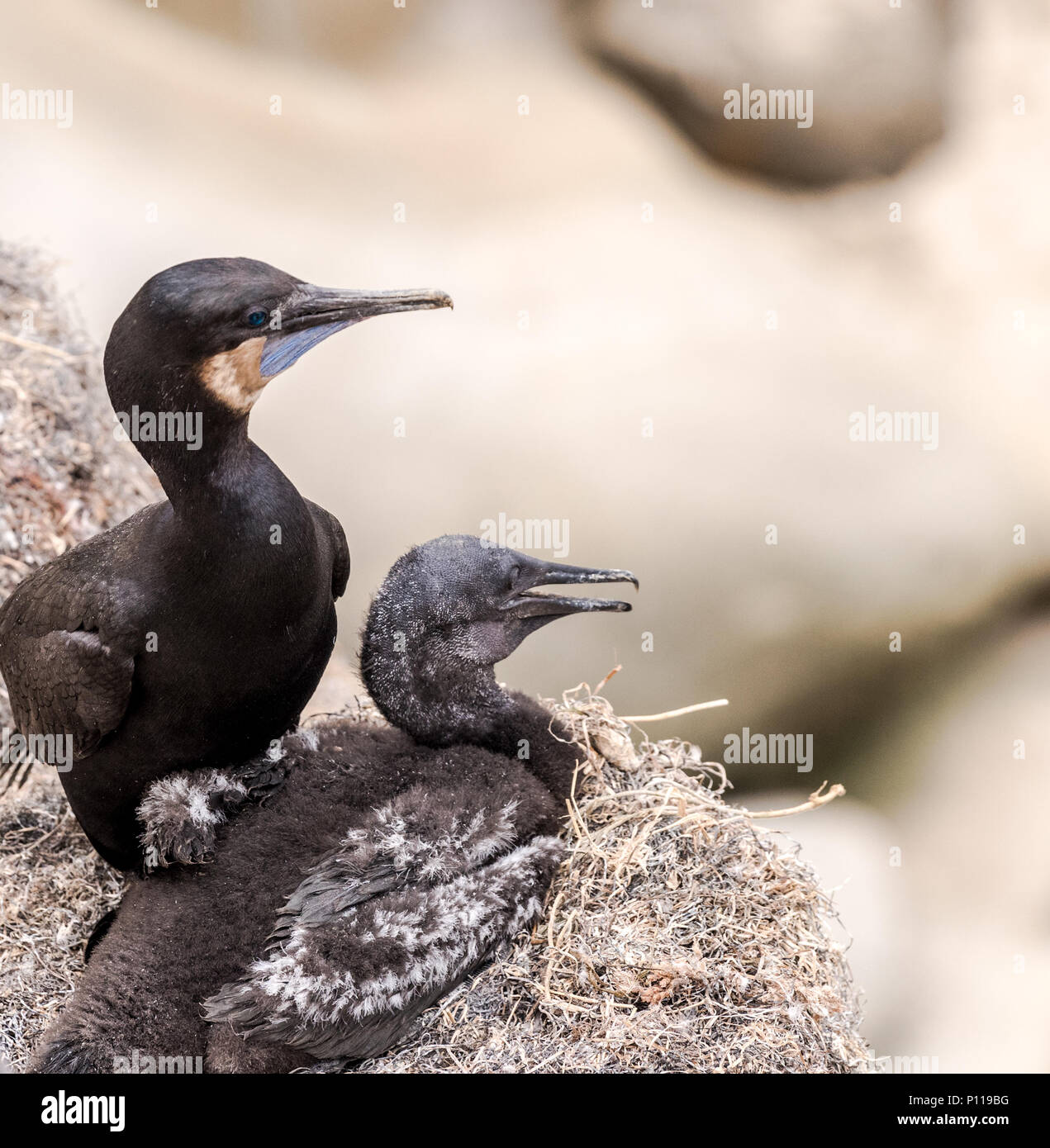 Zwei Brandts Kormoran Vögel auf den Klippen in La Jolla, Kalifornien Stockfoto