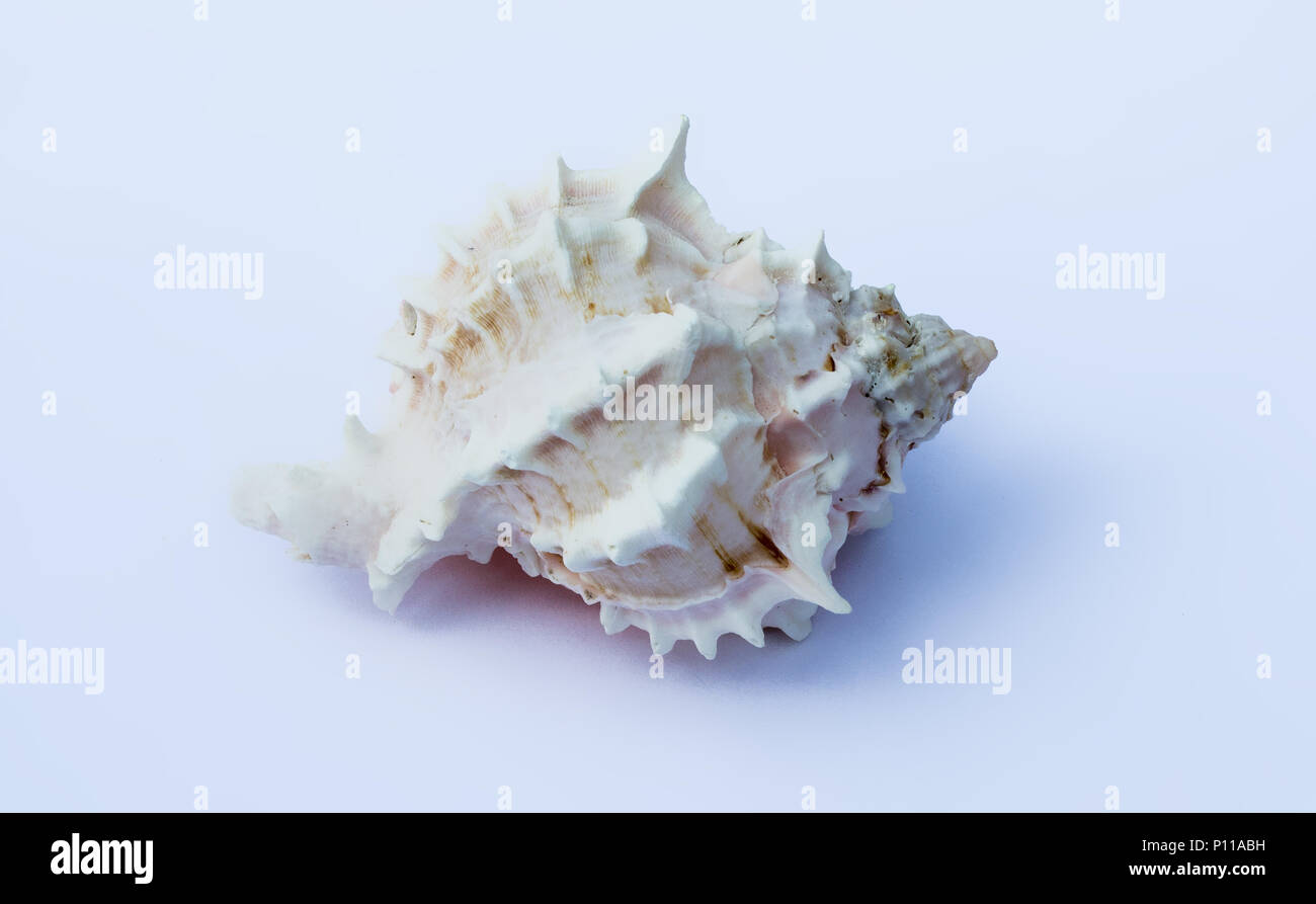 Shell auf weißem Hintergrund. Konzept der geometrischen Formen in der Natur. Stockfoto