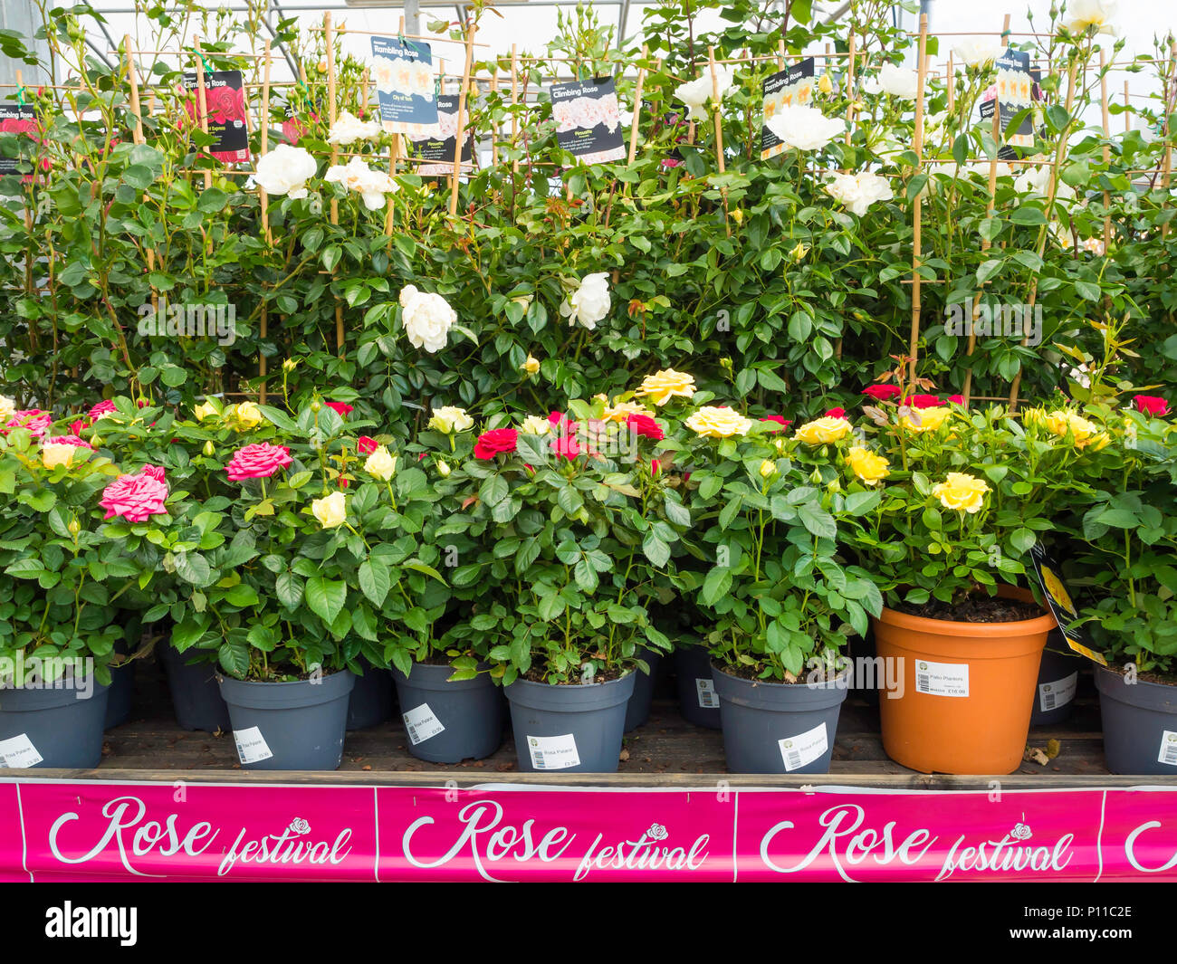 Eine Rose Festival in einem Gartencenter Förderung der Verkauf der Blüte rose Pflanzen am Besten im Juni Stockfoto