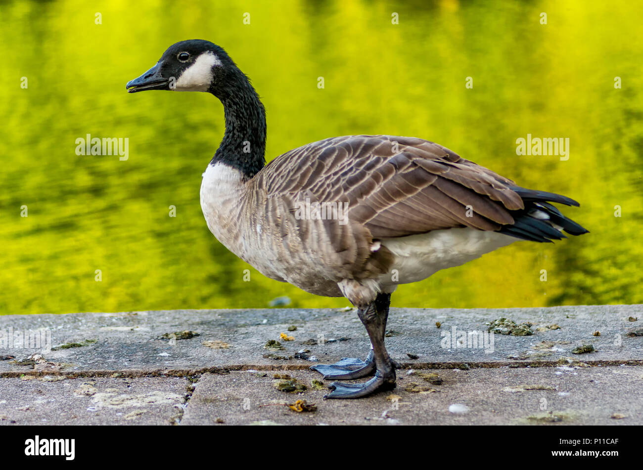 Kanada Gans stand auf der Seite des Sees mit grünlichen Reflexen Stockfoto