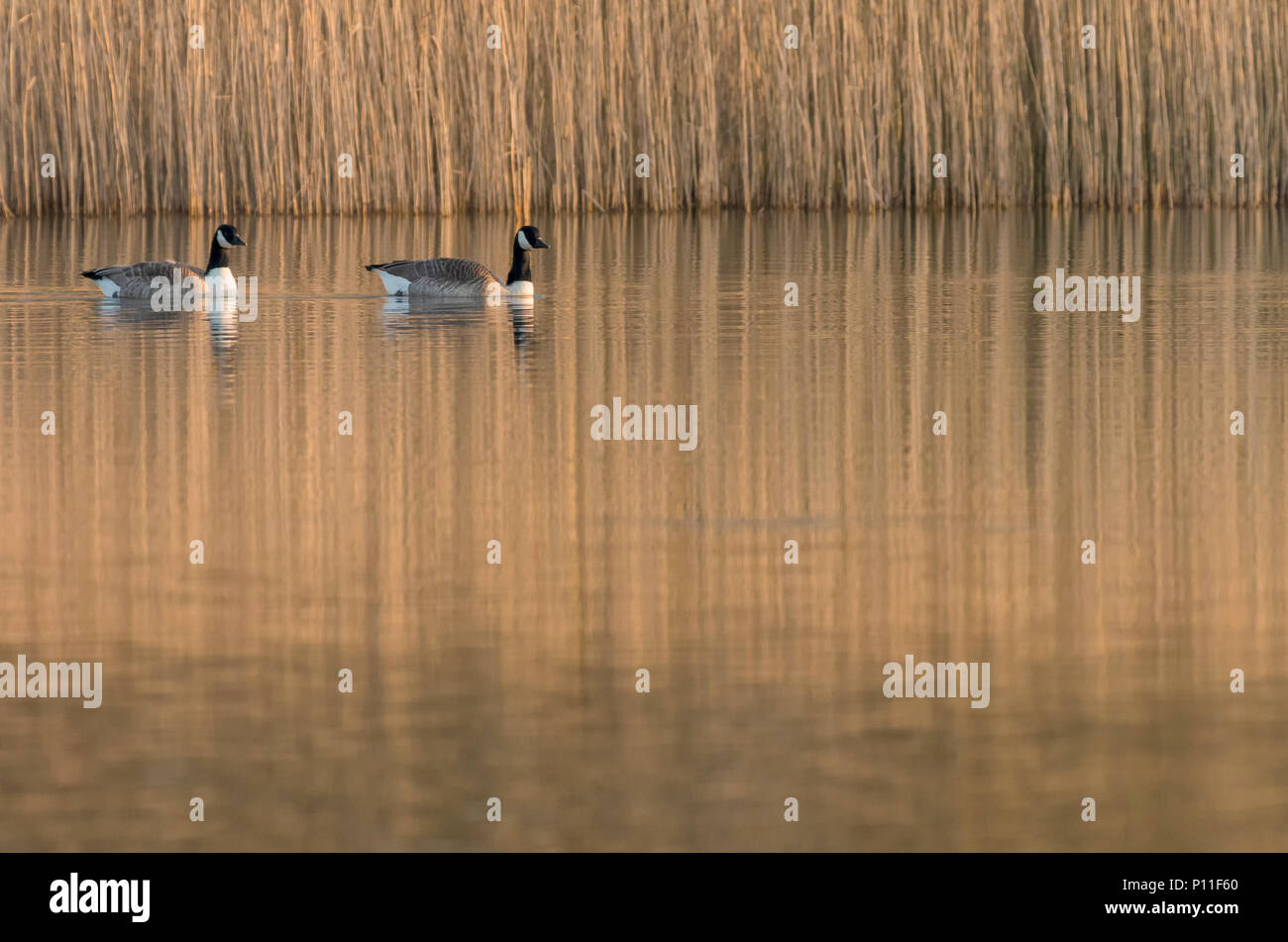 Kanada Gänse auf einem goldenen See mit Schilf Stockfoto