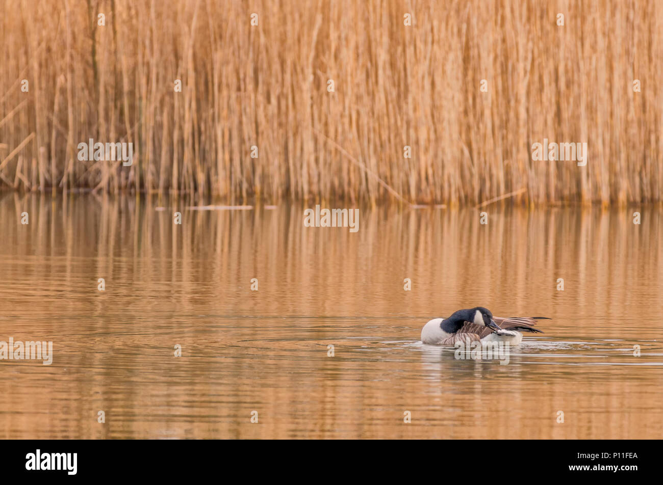 Kanada Gänse auf einem goldenen See mit Schilf Stockfoto