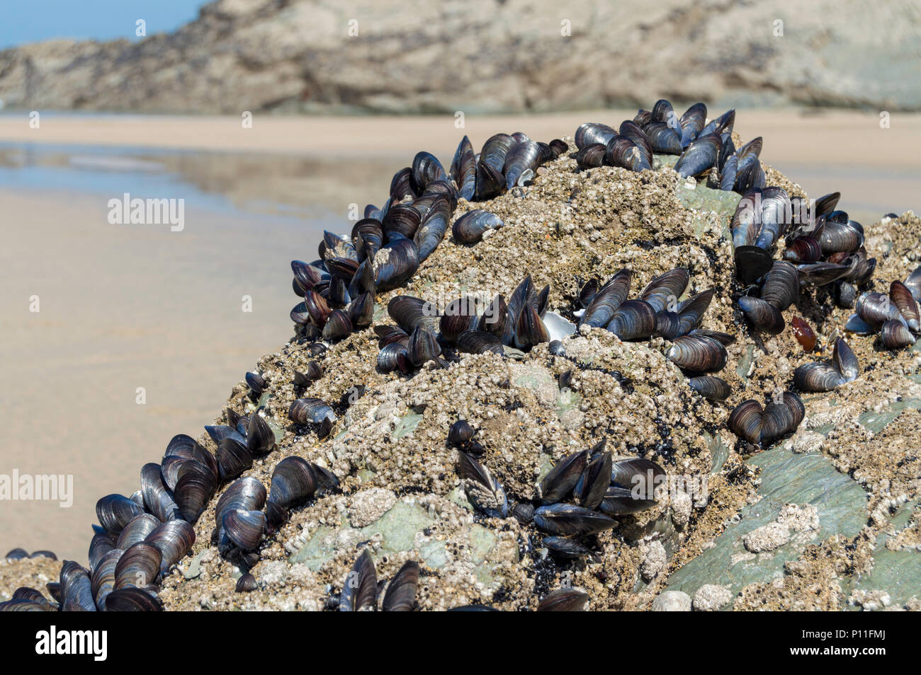 Muscheln am Felsen auf Lusty Glaze Strand Newquay Stockfoto