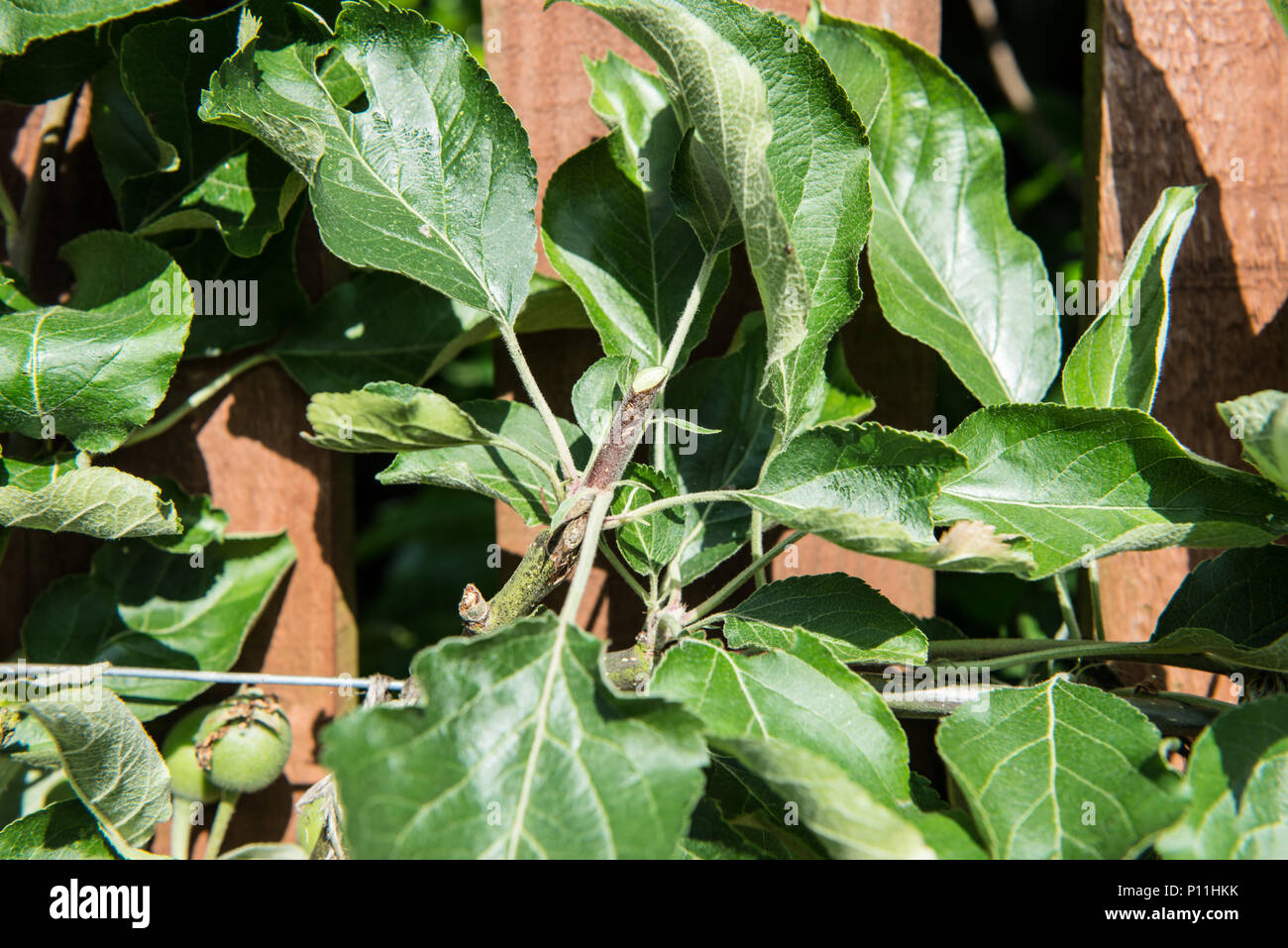 Wie man ein Spalier apple tree maximale Frucht zu yeald Prune Stockfoto