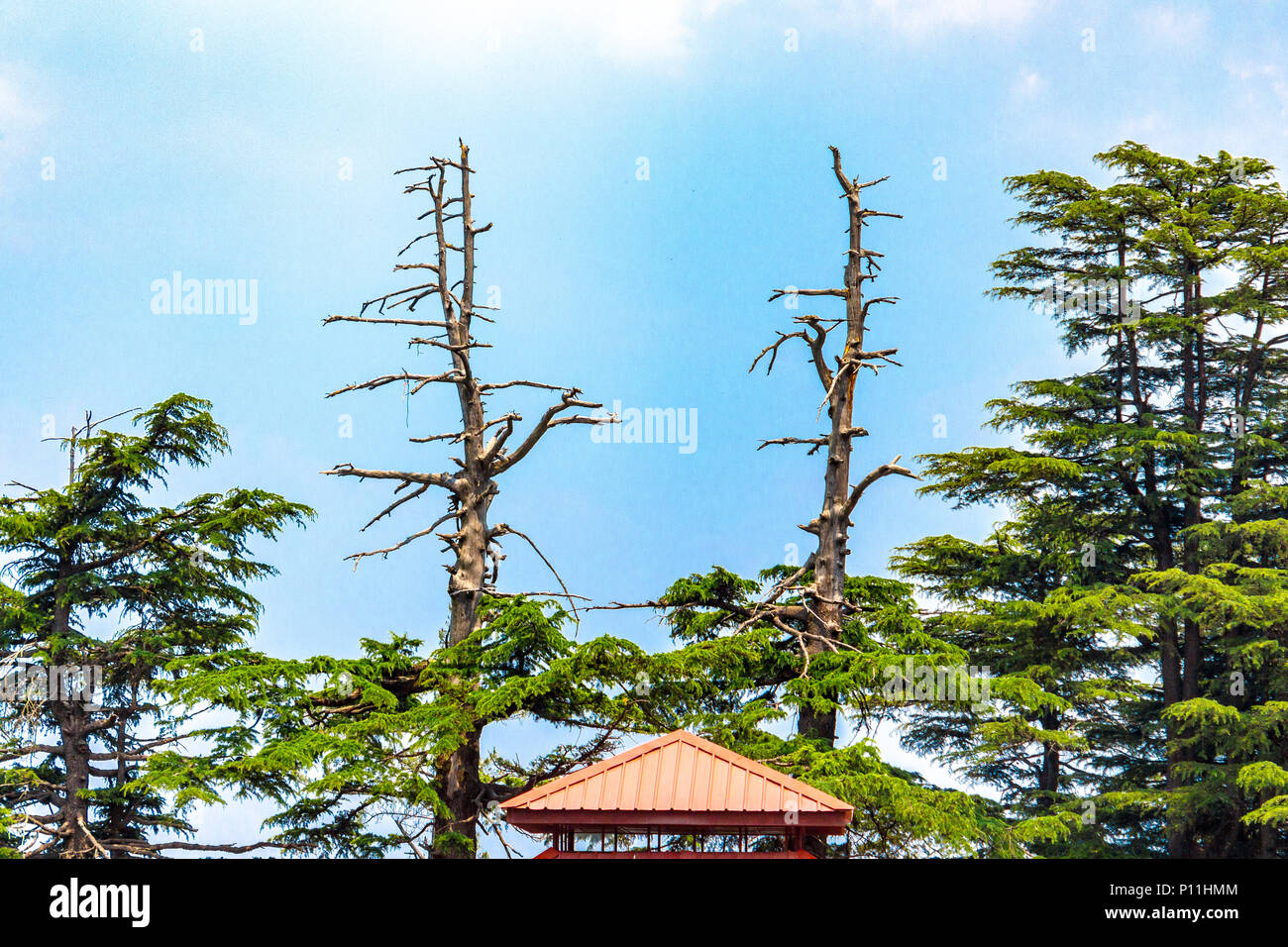 In Räumlichkeiten der Jakhu Tempel in Shimla, Himachal Pradesh, Indien. Stockfoto