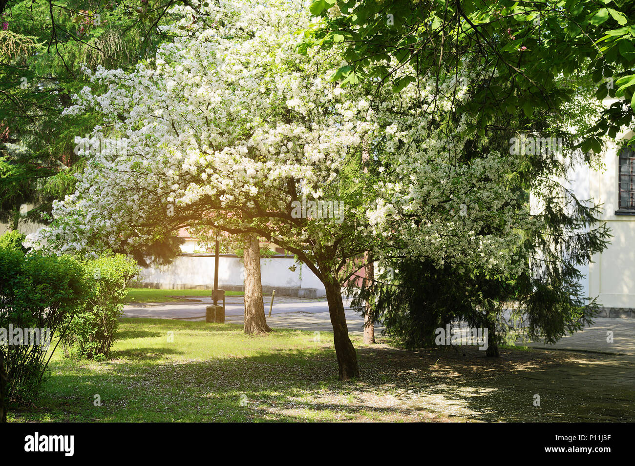 Sibirische Crab Apple, Manchurian Crab Apple oder Chinesischen Crab Apple, Malus Whipplei in der Blüte. Weiße Blumen wachsen auf blühenden Baum im Park. Polen. Stockfoto
