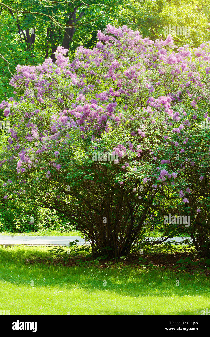 Lila oder Flieder, Syringa vulgaris in der Blüte. Lila Blüten wachsen auf lila blühenden Strauch in Park. Der Frühling in den Garten. Polen. Stockfoto