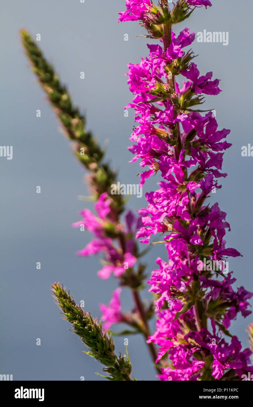 Frische Schöne lila blühenden Blumen auf einem See Hintergrund. Lupinus, Lupin oder Lupin Stockfoto