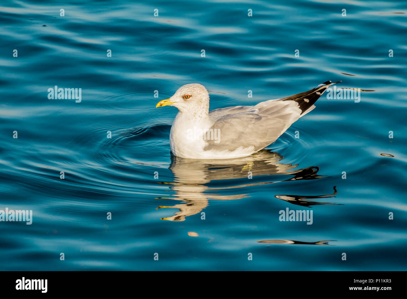 Eine Möwe Schwimmen im tiefblauen See Wasser. Europäische Silbermöwen, Möwen, Larus argentatus Stockfoto