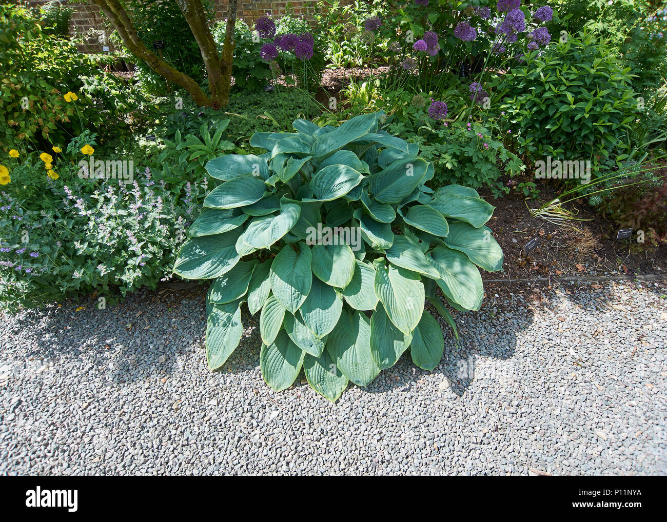Hosta Pflanzen in einer förmlichen Garten wachsenden Stockfoto
