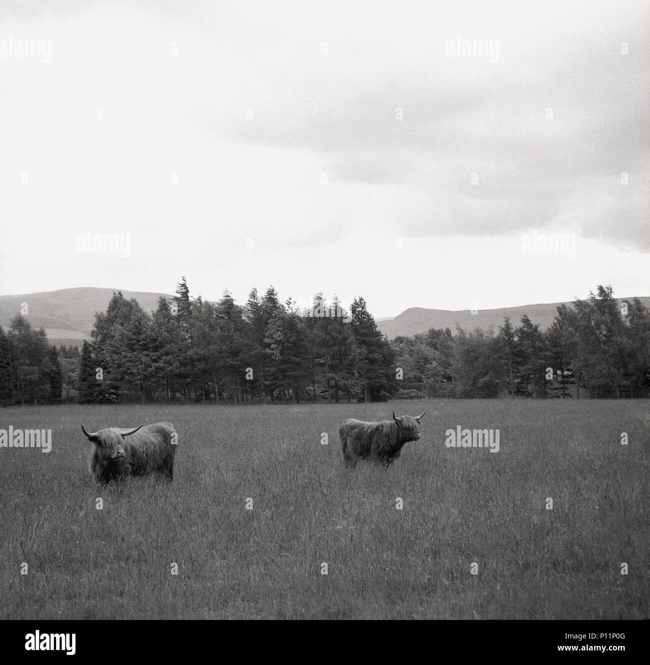 1950er Jahre, historische Bild von zwei Highland Cattle in einem Feld mit langem Gras, Highland, Schottland. Diese schottische Rasse ist unverwechselbar mit ihren geschwungenen Hörnern und flauschige Fell. Stockfoto