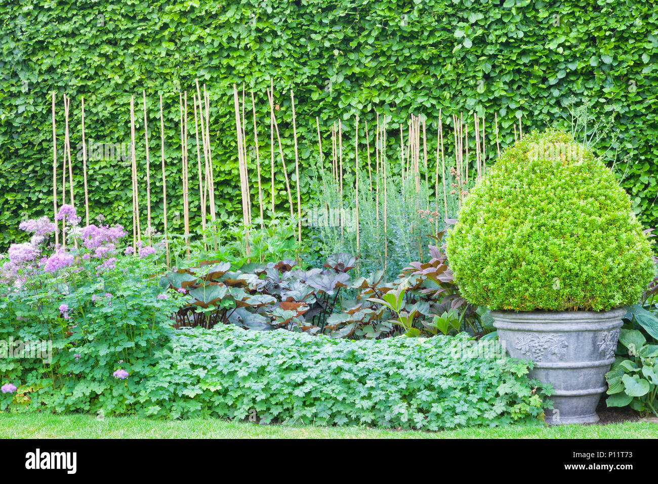 Immergrüne formgehölze Kegel boxus Form im dekorativen Topf in einen Englischen Landschaftsgarten mit Cottage Blumen, gegen grünen Hecke. Stockfoto