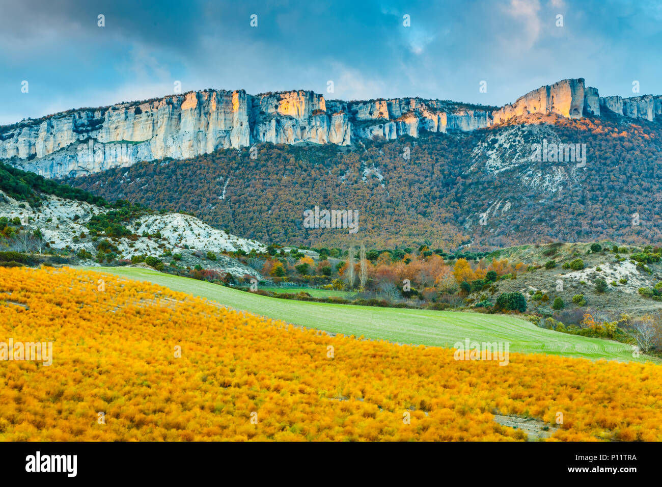 Spargel Pflanzen- und Bergwelt. Stockfoto