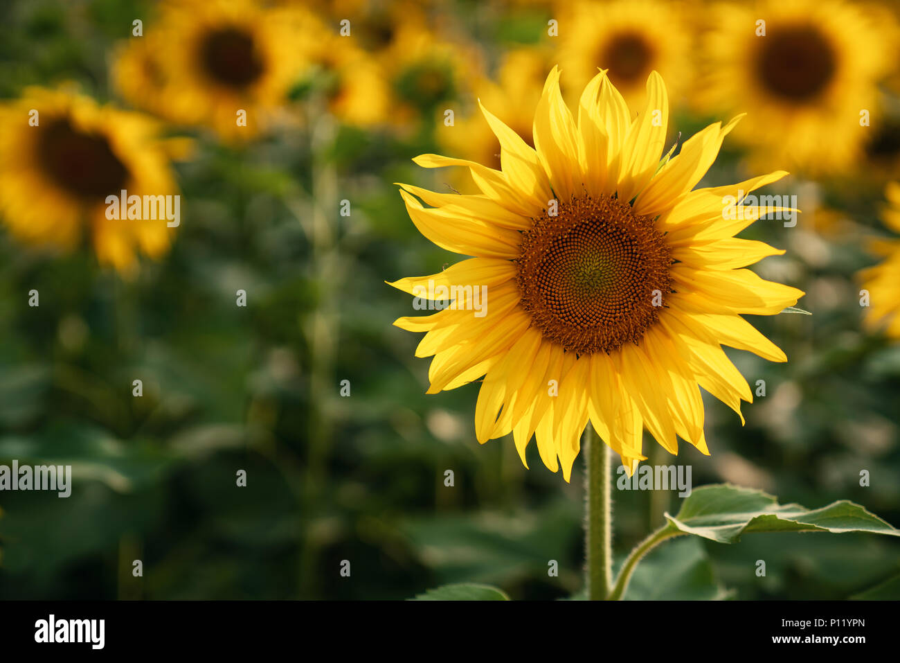 Verschwommen Sonnenblumenfeld Nahaufnahme selektiven Fokus. Stockfoto