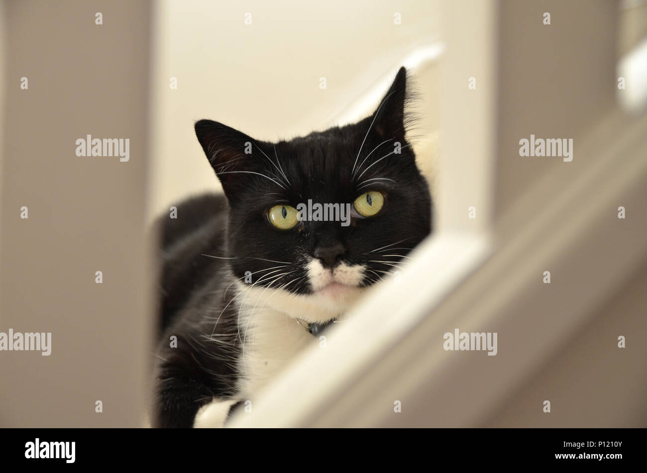 Schöne schwarze und weiße Katze durch das Geländer auf eine Treppe suchen Stockfoto