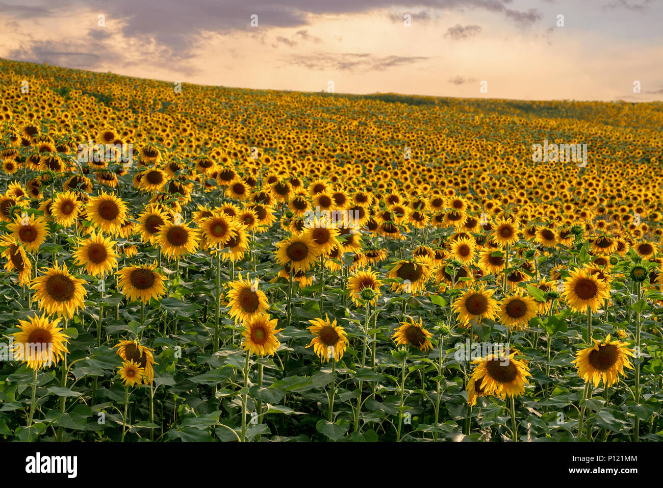 Sonnenblumenfeld Landschaft bei Sonnenuntergang. Landwirtschaft Konzept Stockfoto