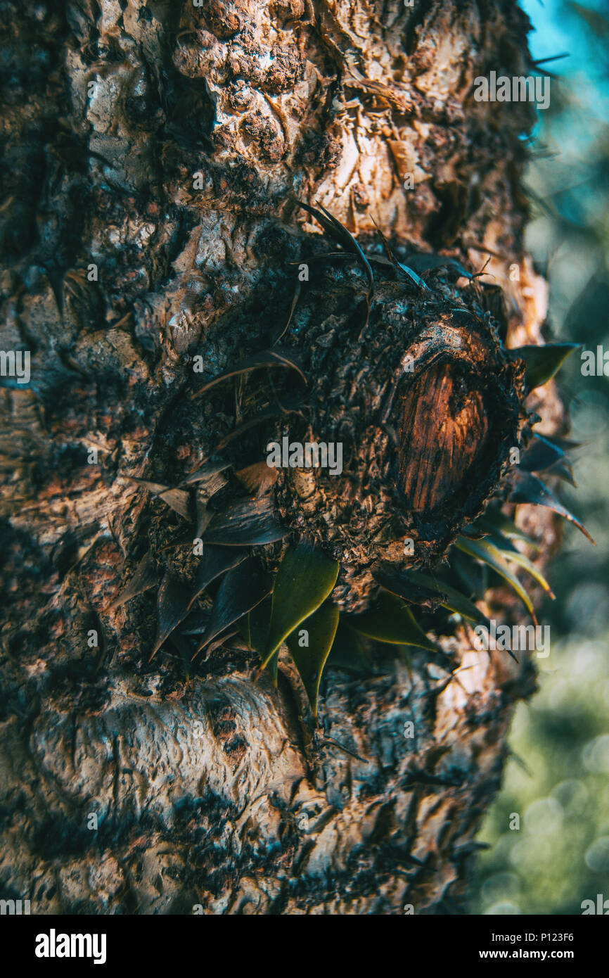 Araucaria Trunk mit einige lose Blätter in der Natur Stockfoto