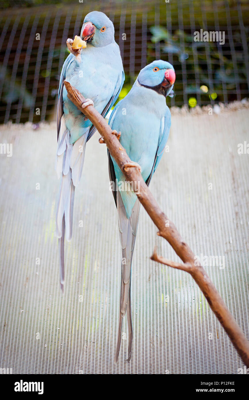 Hellblau Indian Ringneck Papageien Stockfoto