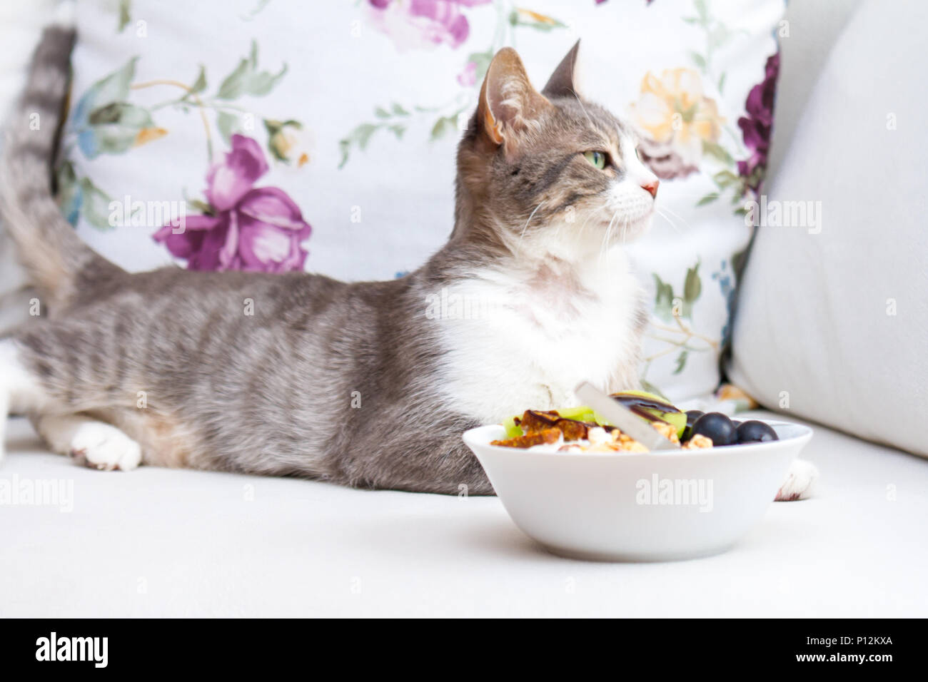 Süße Katze In Gesunde Ernährung Konzept Raw Vegan Beißt Mit