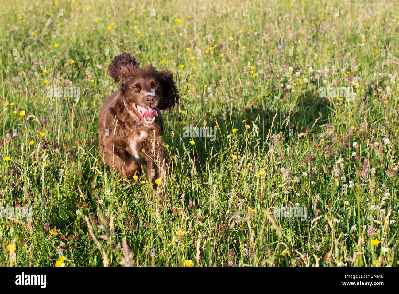 Eine Arbeitsgruppe cocker spaniel genießt eine laufen über offene Felder Stockfoto