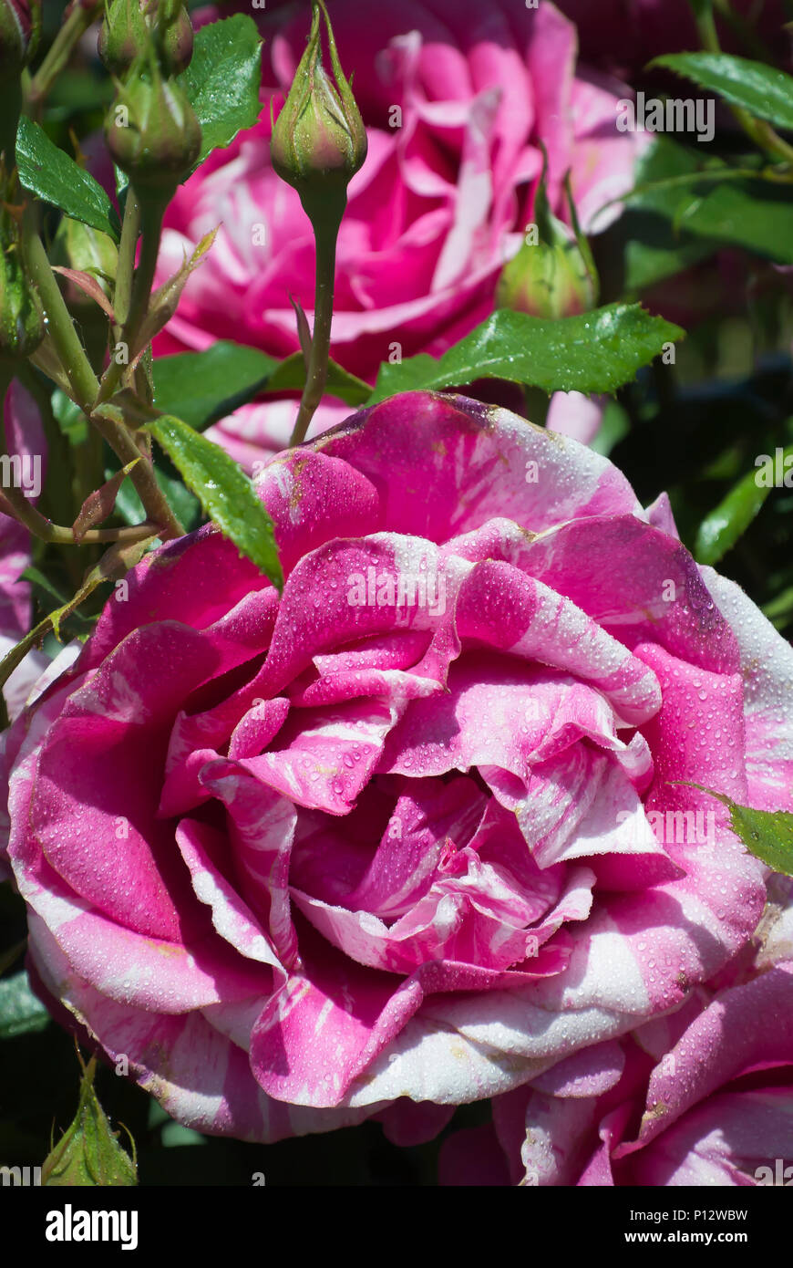 Rosen in voller Blüte Stockfoto