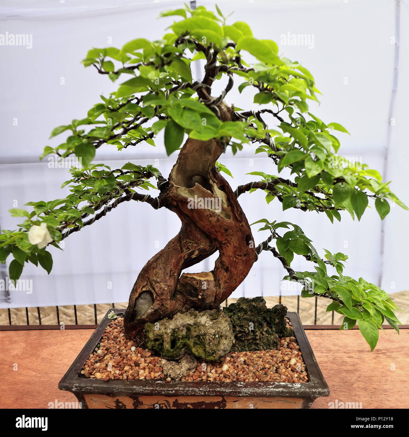 Bonsai Pflanzen oder 'Fach' - Japanische Kunst des Anbaus kleine Bume in  den Behltern, die Form und der Umfang der in voller Gre Bume nachahmen.  Bagie Miniatur tre Stockfotografie - Alamy