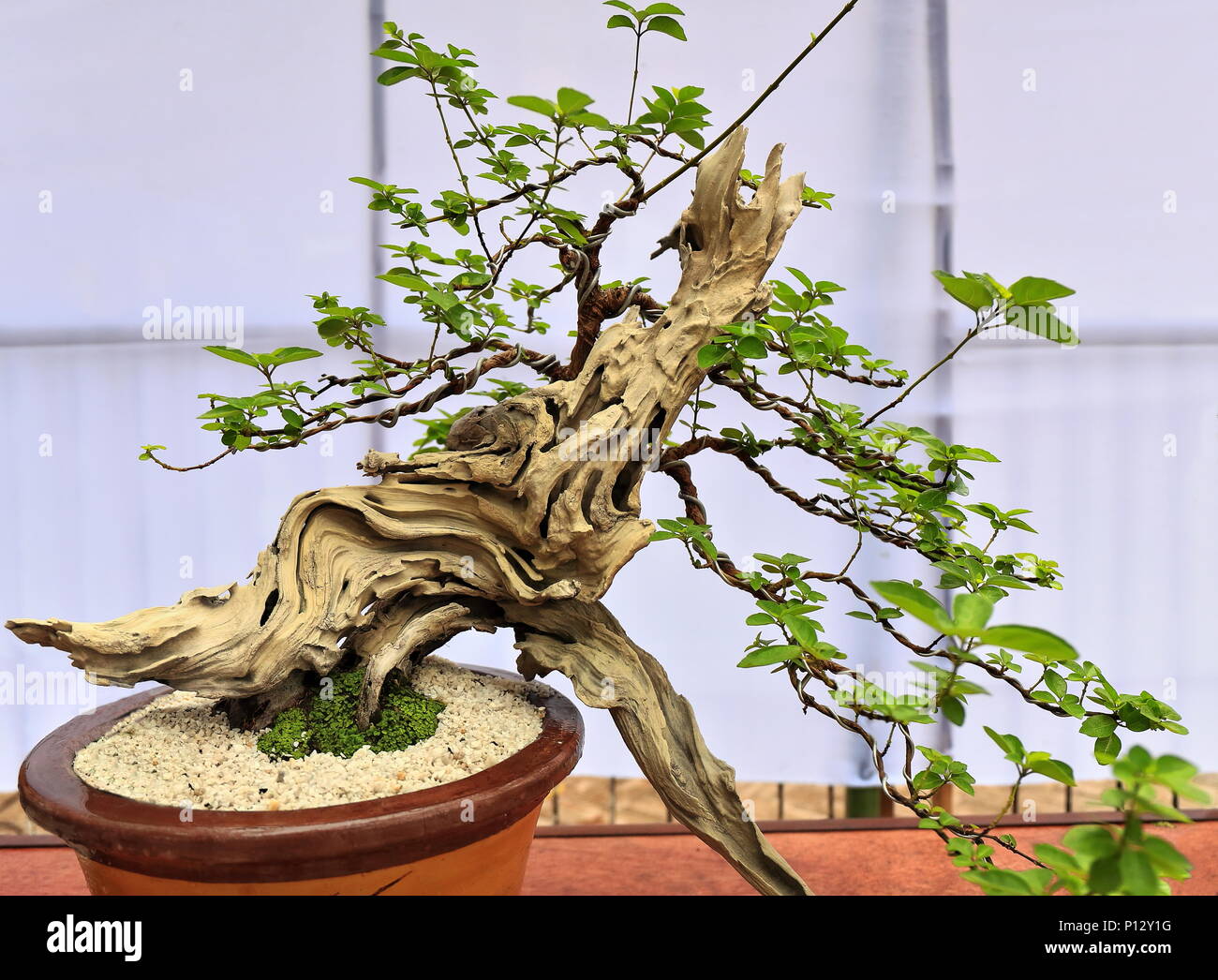 Bonsai Pflanzen oder 'Fach' - Japanische Kunst-container Anbau von kleinen  Bäumen die Form und der Umfang der in voller Größe zu imitieren. Dusky  brand Marke teak Baum Stockfotografie - Alamy