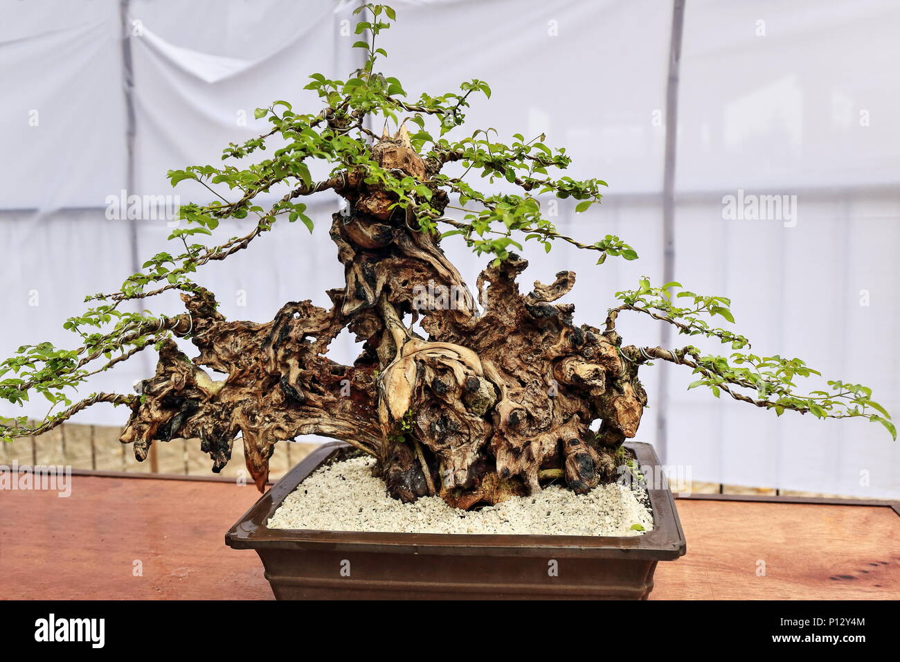 Bonsai Pflanzen oder 'Fach' - Japanische Kunst-container Anbau von kleinen  Bäumen die Form und der Umfang der in voller Größe zu imitieren. Tugas bato  oder einfache Blatt Stockfotografie - Alamy