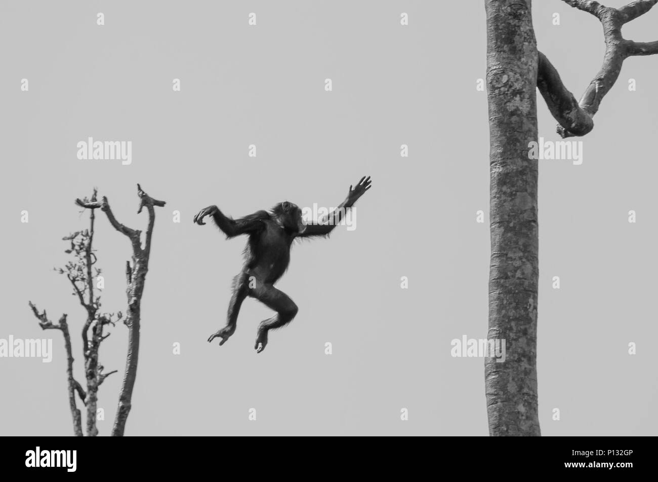 Schwarze und weiße Schoß der Schimpanse von einem Baum zum anderen springen in Sierra Leone, Afrika Stockfoto