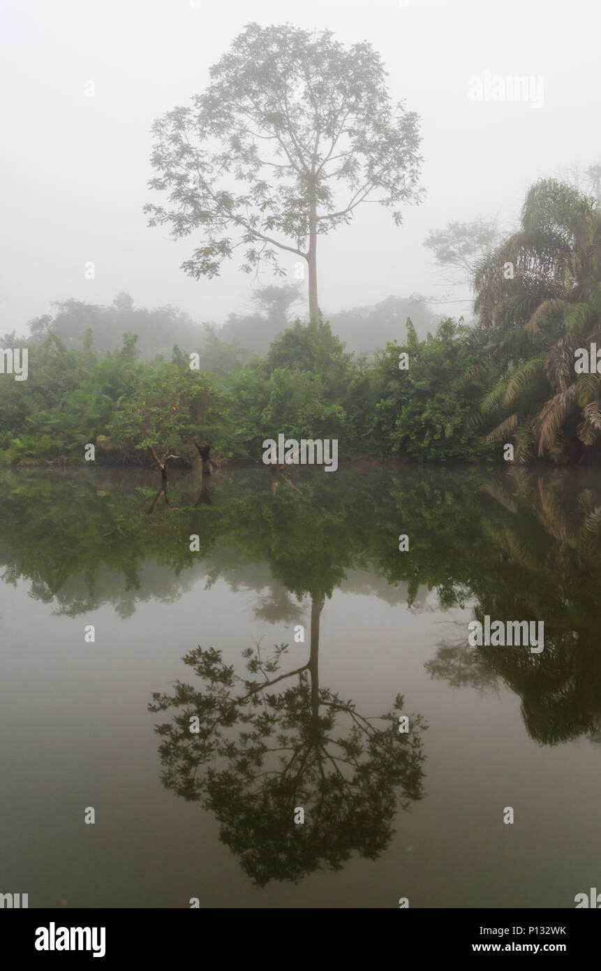 Die Moa Fluss Tiwai Island Wildlife Sanctuary bei Nebel am frühen Morgen mit mystischen Stimmung, Sierra Leone, Afrika Stockfoto