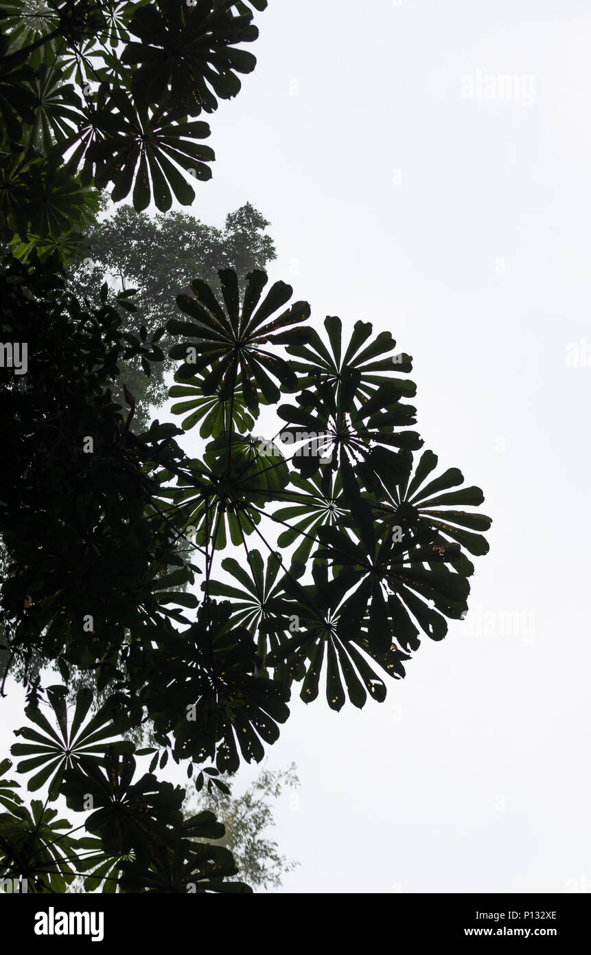 Low Angle View der schönen runden Blättern tropischer Baum mit hellen Himmel im Regenwald auf tiwai Insel, Sierra Leone Stockfoto