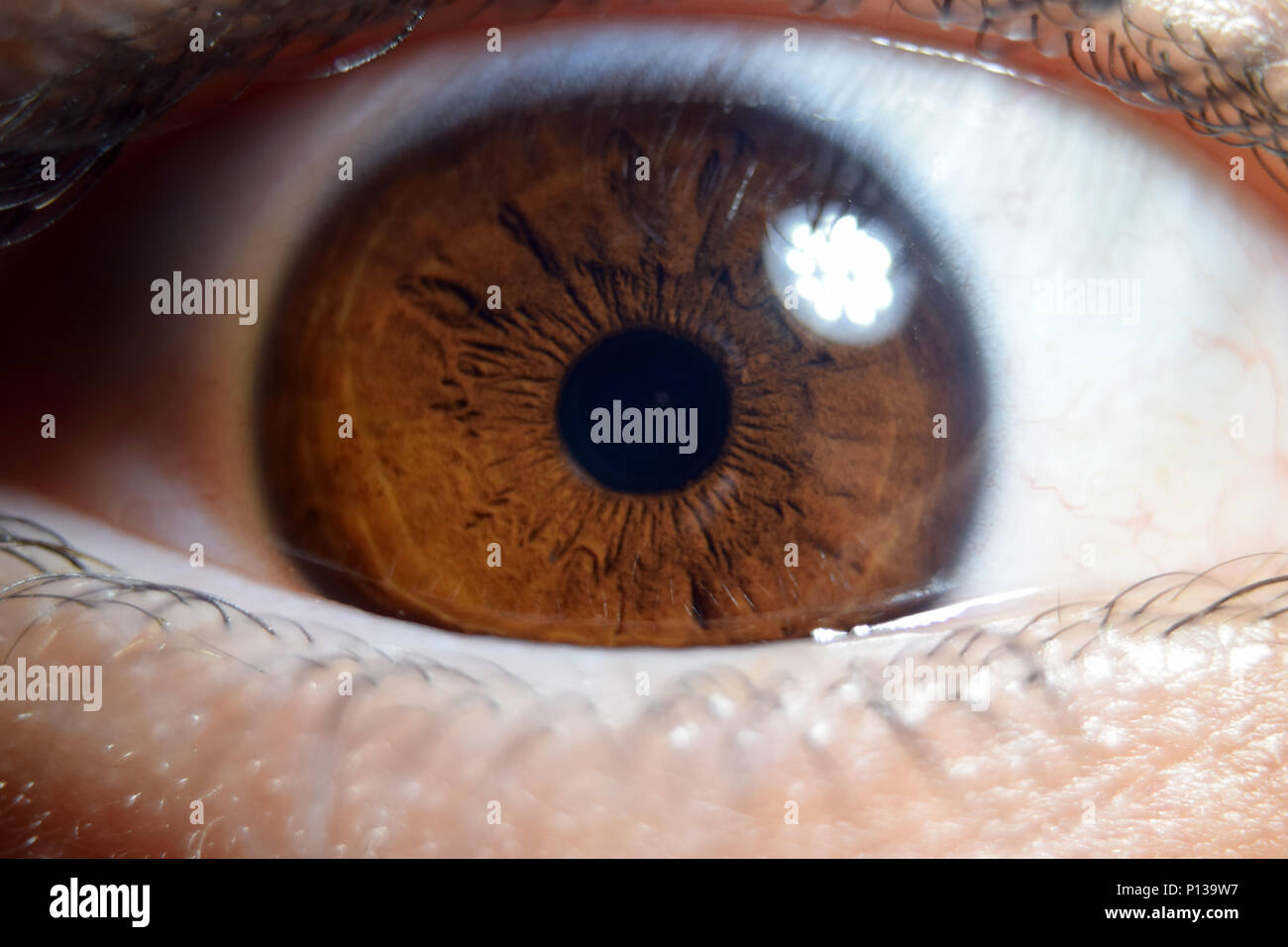 Makro des menschlichen Braunes Auge. Extreme close-up. Stockfoto