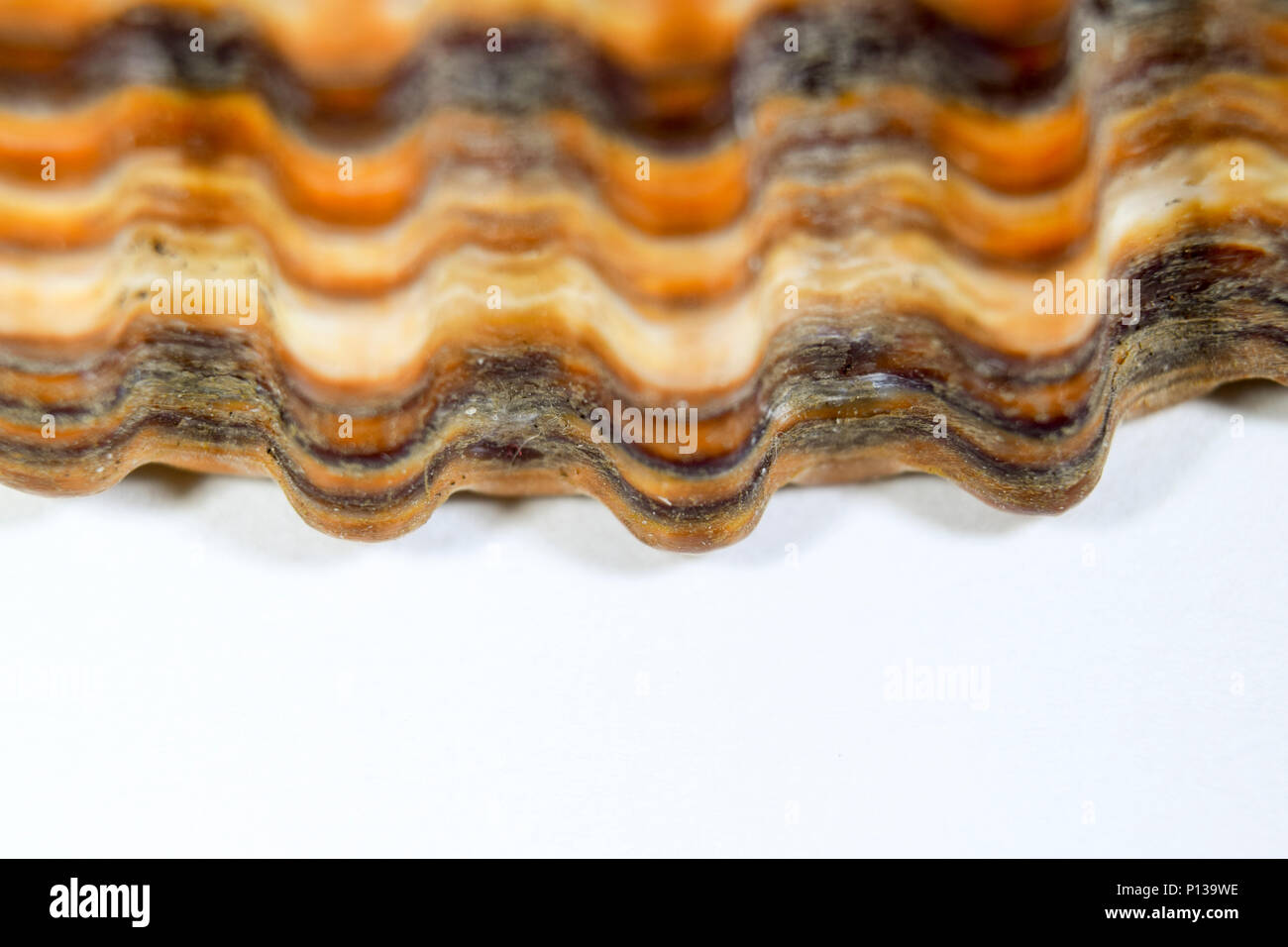 Extreme closeup Makro von Braun Muschel Muschel Schale Stockfoto