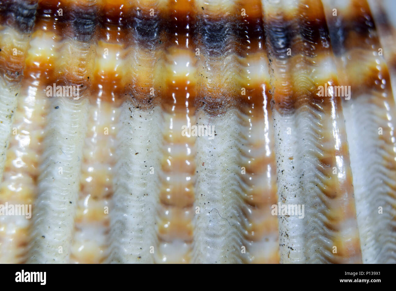 Extreme closeup Makro von Braun Muschel Muschel Schale Stockfoto