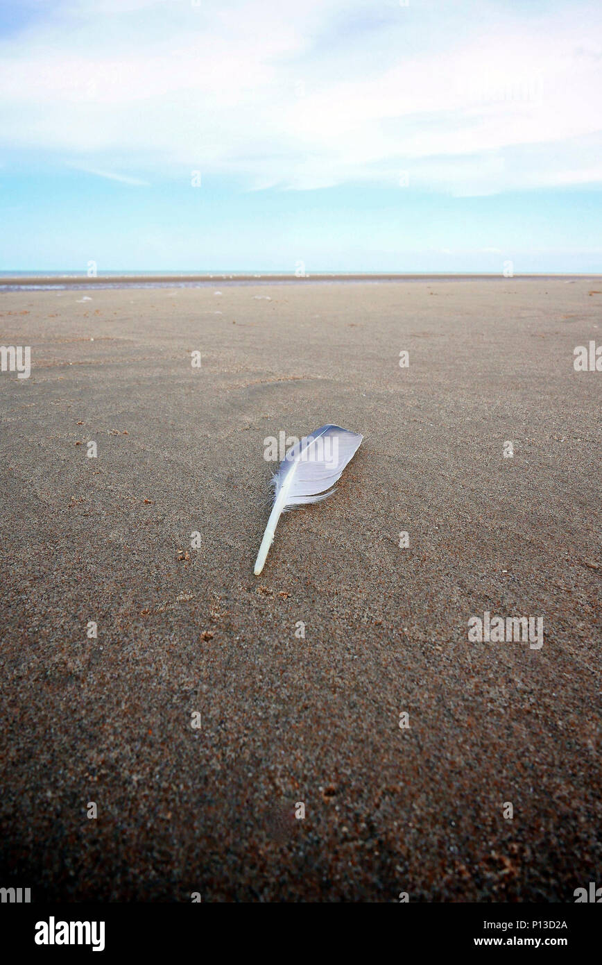 Einsame Meer vogelfeder am leeren Strand Stockfoto Einsame Meer vogelfeder am leeren Strand Stockfoto
