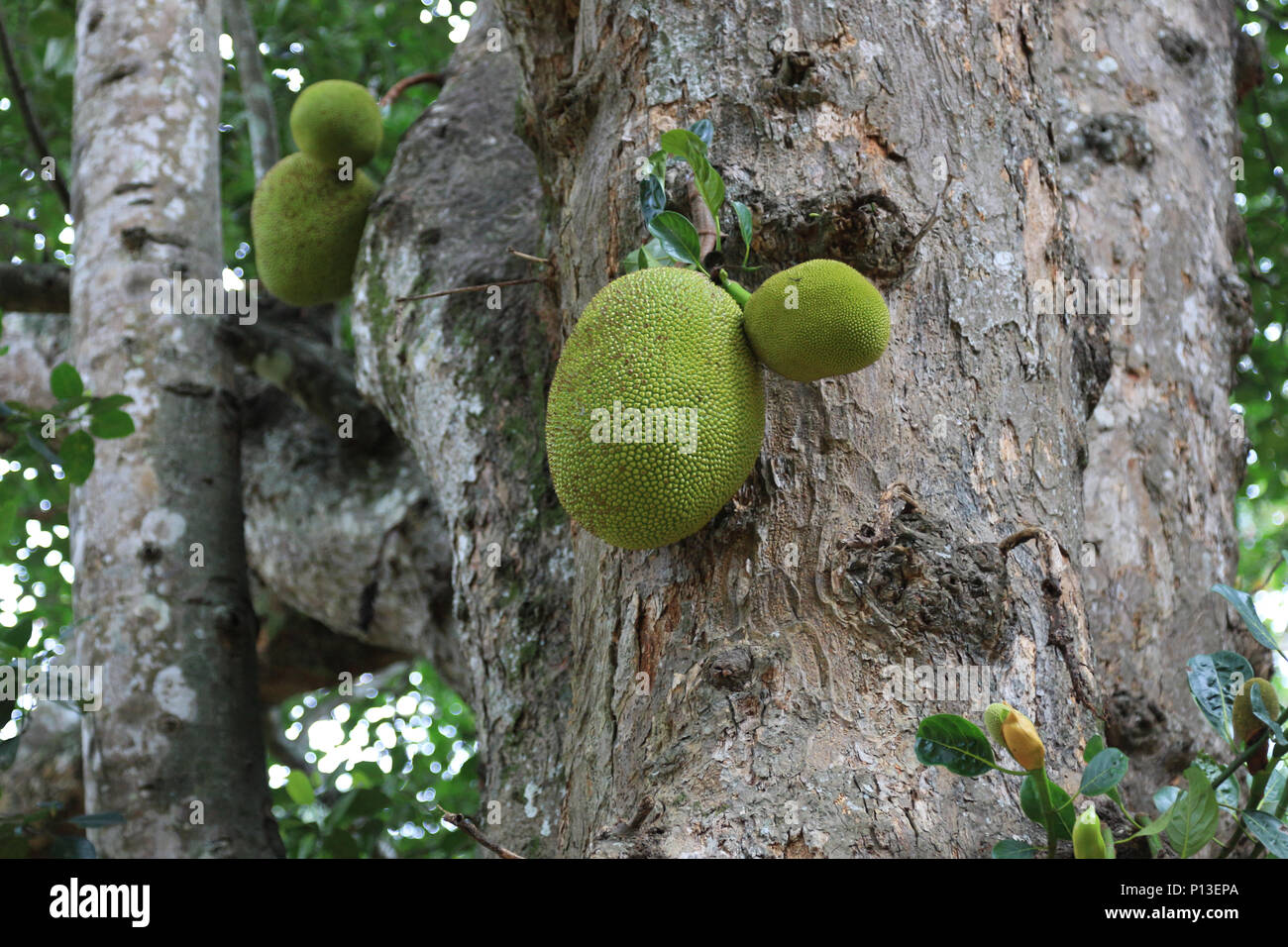Frische Durian Frucht am Baum Stockfoto