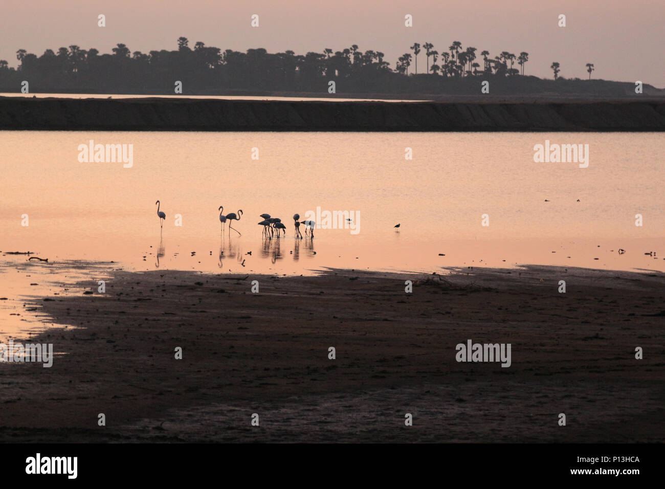 Sri Lanka: Morgen Sonnenaufgang Landschaft in Yala National Park mit Flamingos auf See Stockfoto