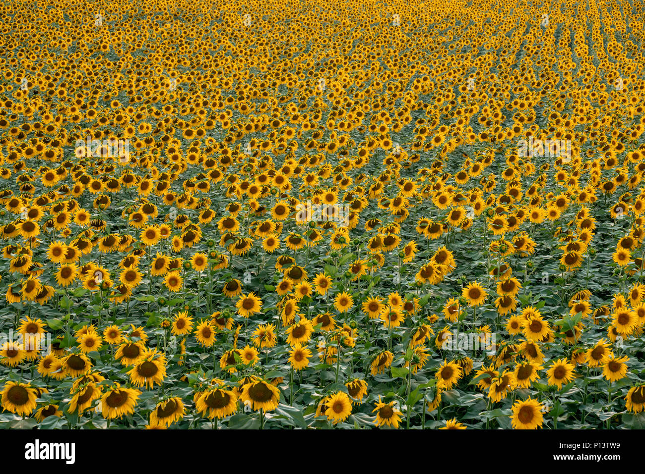 Sonnenblumenfeld Landschaft bei Sonnenuntergang. Landwirtschaft Konzept Stockfoto