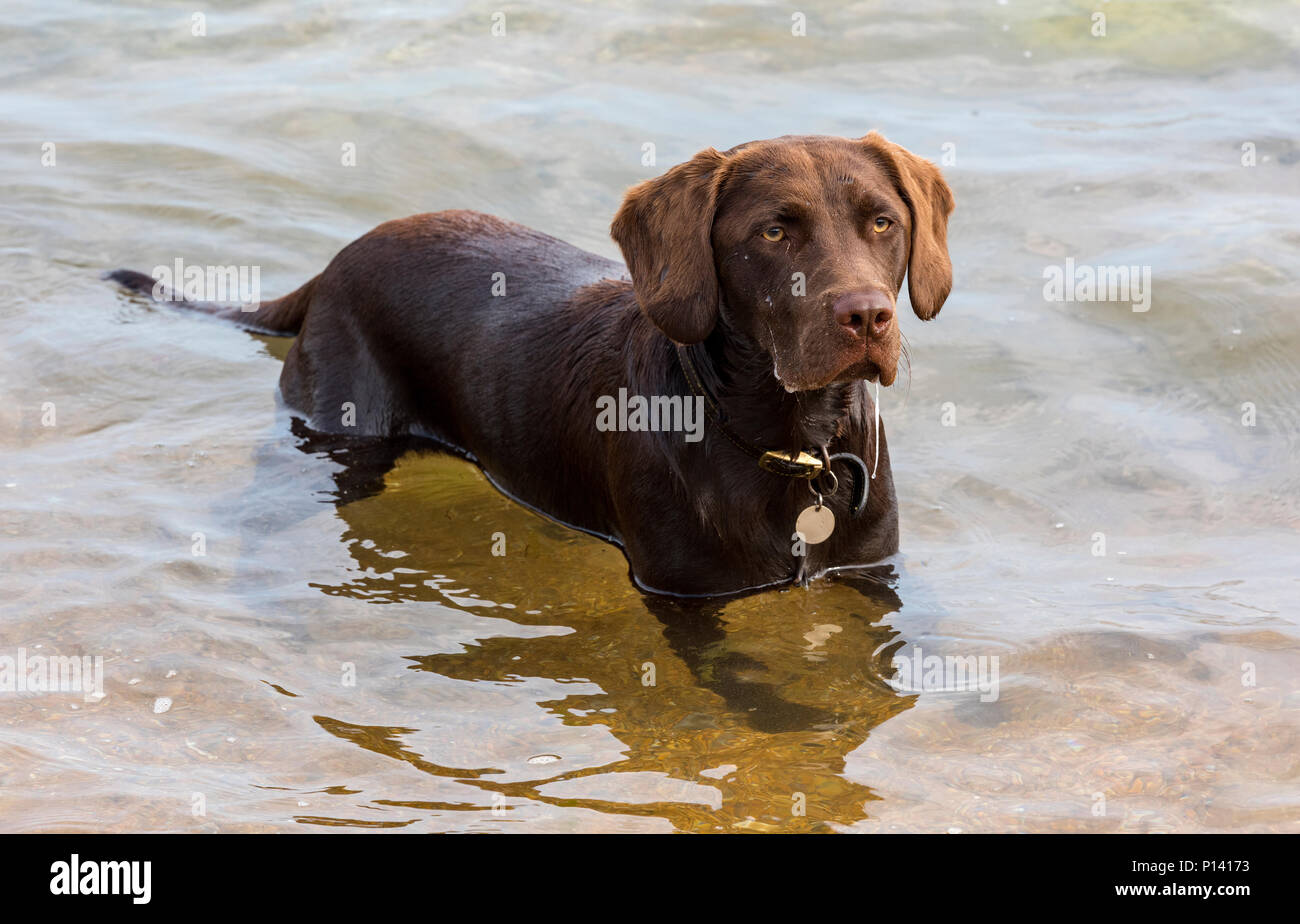 Eine labradinger oder springador Welpen oder Junghund gundog in der awter Spaß und schwimmen Sie an einem warmen Sommertag zu kühlen. Labrador Springer Spaniel Stockfoto Eine labradinger oder springador Welpen oder Junghund gundog in der awter Spaß und schwimmen Sie an einem warmen Sommertag zu kühlen. Labrador Springer Spaniel Stockfoto