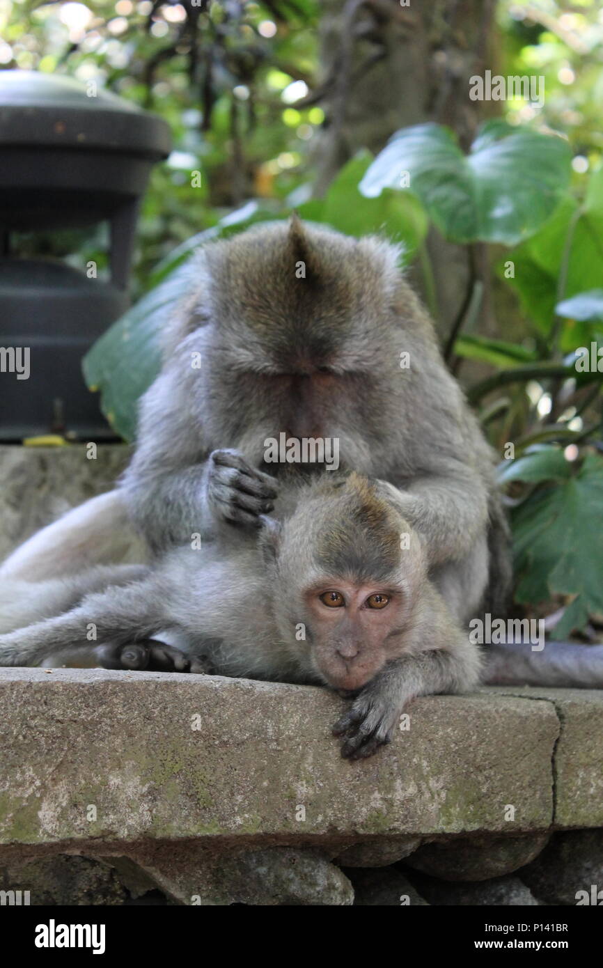Affe am Heiligen Affenwald in Ubud, Bali, Indonesien Stockfoto