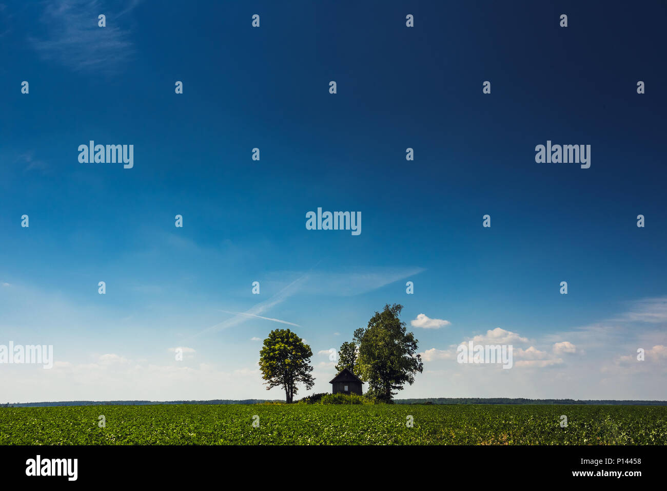 Green Plantation mit einem kleinen Haus und ein blauer Himmel Stockfoto