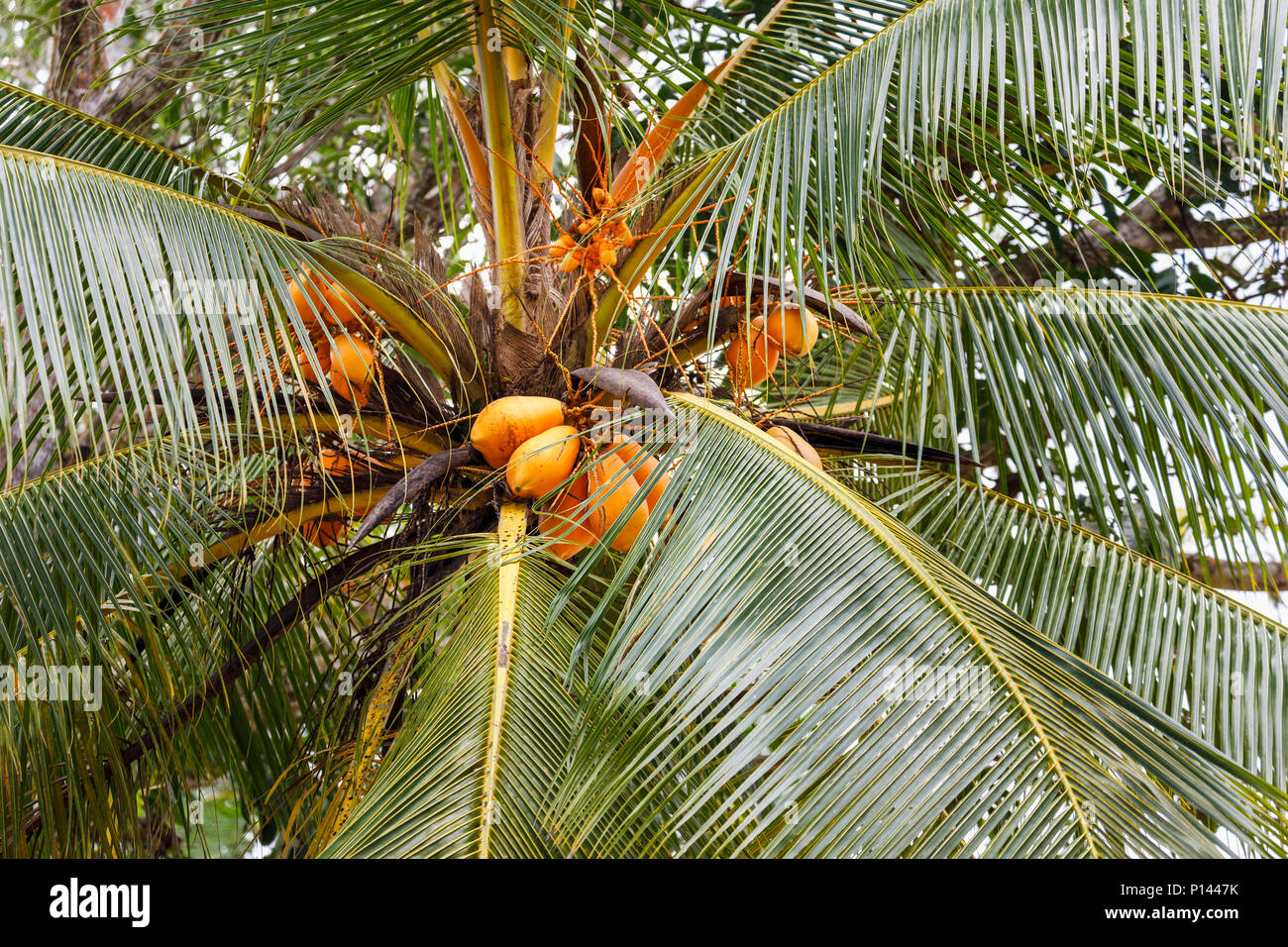 Cluster von gelben König Kokosnüsse (Cocos nucifera) native auf Sri Lanka wächst auf einem Baum, Horagampita Bezirk, in der Nähe von Galle, ein wichtiges lokales Essen Erntegut Stockfoto