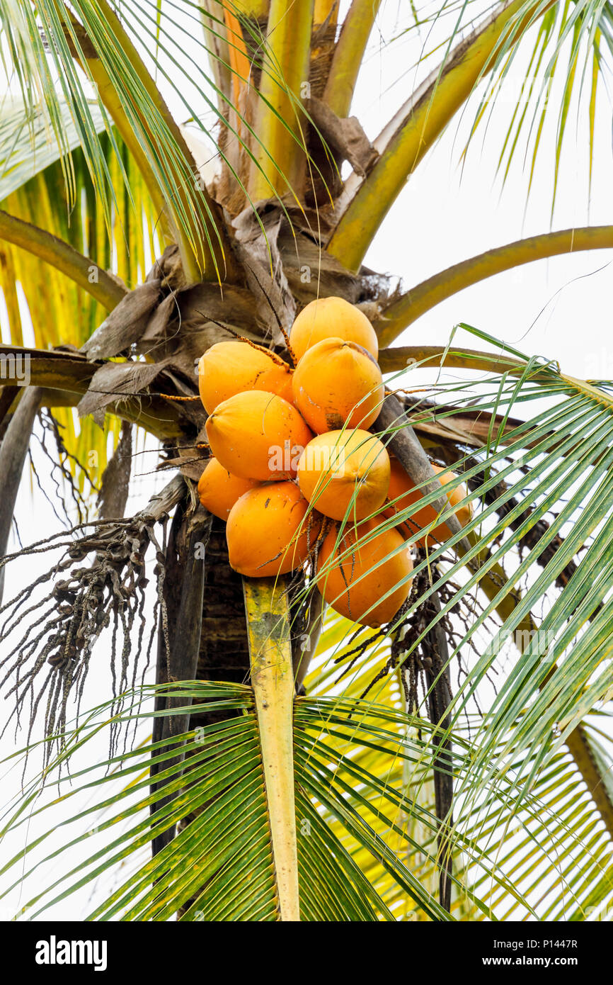 Cluster von gelben König Kokosnüsse (Cocos nucifera) native auf Sri Lanka wächst auf einem Baum, Horagampita Bezirk, in der Nähe von Galle, ein wichtiges lokales Essen Erntegut Stockfoto