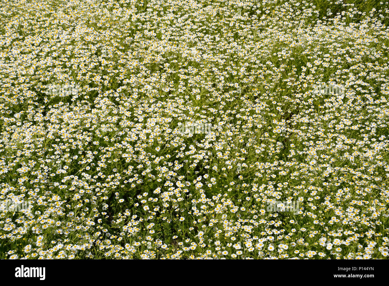 Kamillenblüten. Pharmazeutische Kamille. Heilpflanze Kamille, Blüte. Stockfoto