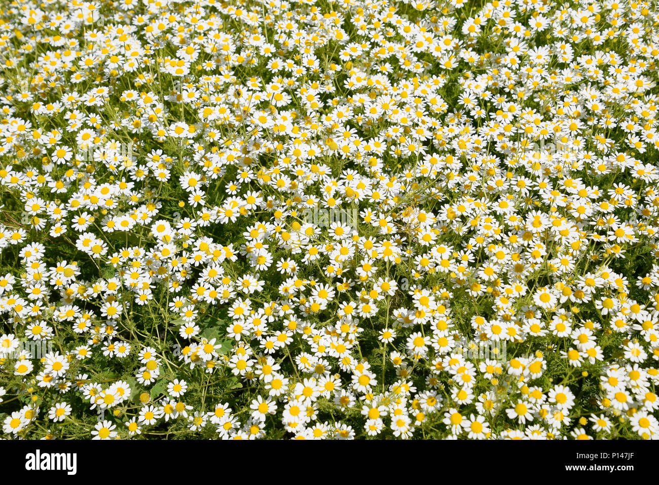 Kamillenblüten. Pharmazeutische Kamille. Heilpflanze Kamille, Blüte. Stockfoto