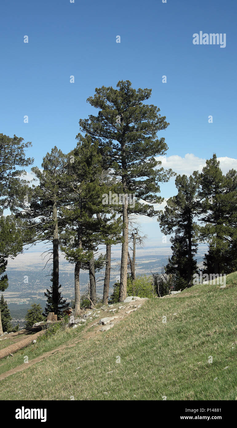 Pinien auf dem Höhepunkt der Sandia Mountains östlich von Albuquerque, New Mexico Stockfoto